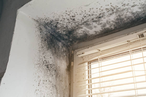 Affordable Mold Removal solutions in Rockwood, MI