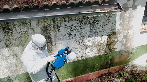 Top rated local Mold Removal specialists in Rockwood, MI